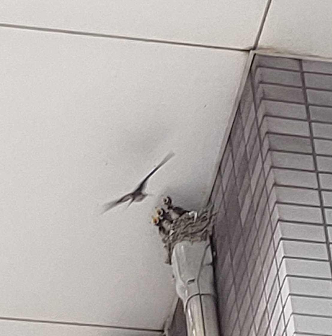 つばめ